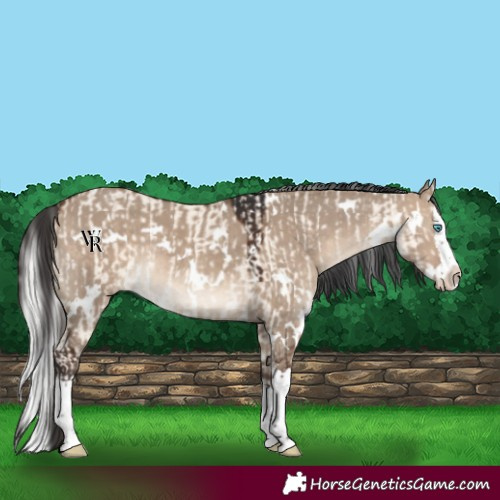 Horse Color:White Spotted Silver Perlino Dun Splash Rabicano  and White Spotted Brown Dun Splash Rabicano 