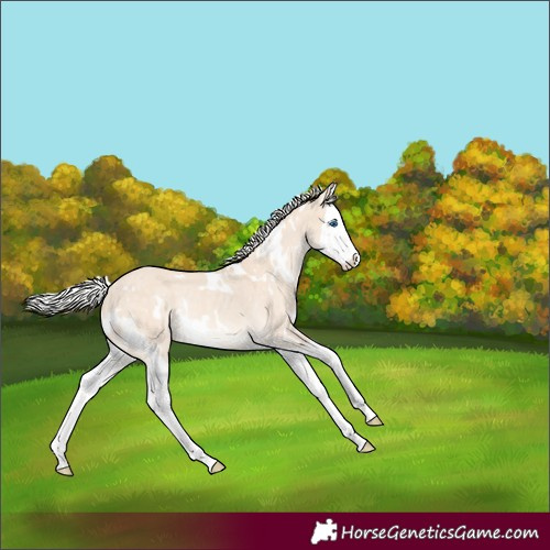 Horse Color:White Spotted Silver Perlino Dun Splash Rabicano