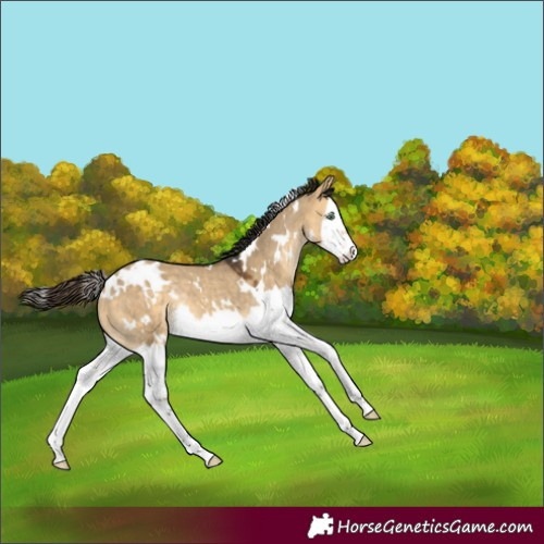 Horse Color:White Spotted Buckskin Dun Splash Rabicano