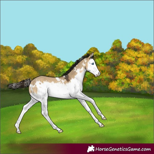 Horse Color:White Spotted Buckskin Dun Splash Rabicano