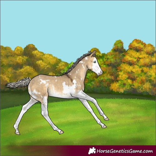 Horse Color:White Spotted Silver Buckskin Dun Splash Rabicano