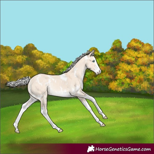 Horse Color:White Spotted Silver Perlino Dun Splash Rabicano