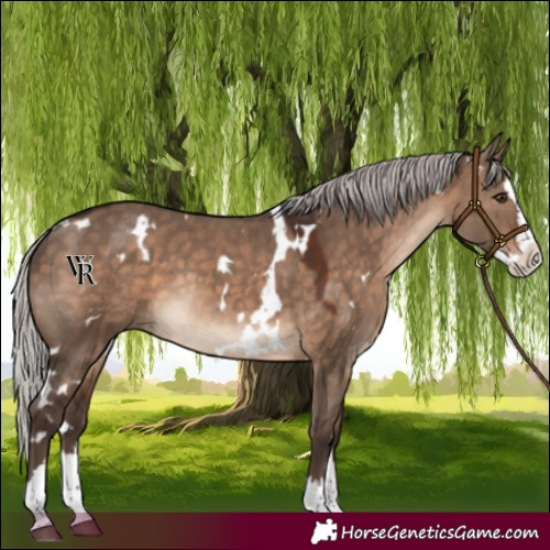Horse Color:White Spotted Silver Brown Dun Splash Rabicano
