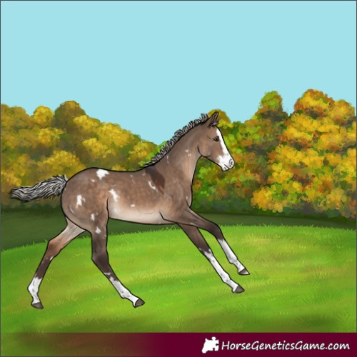 Horse Color:White Spotted Silver Brown Dun Splash Rabicano