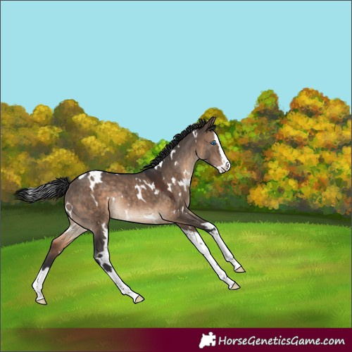 Horse Color:White Spotted Brown Dun Splash Rabicano