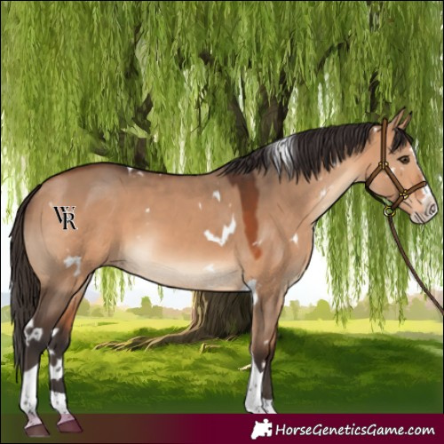 Horse Color:White Spotted Bay Dun Splash Tobiano Rabicano