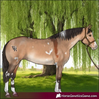 Horse Color:White Spotted Bay Dun Splash Tobiano Rabicano