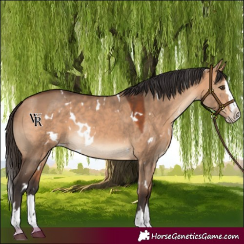 Horse Color:White Spotted Bay Dun Splash Rabicano