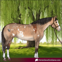 Horse Color:White Spotted Bay Dun Splash Rabicano 