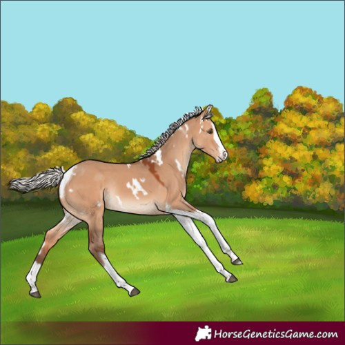 Horse Color:White Spotted Silver Bay Dun Splash Tobiano Rabicano