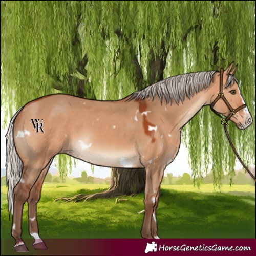 Horse Color:White Spotted Silver Bay Dun Splash Rabicano 