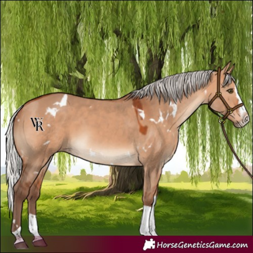 Horse Color:White Spotted Silver Bay Dun Splash Tobiano Rabicano