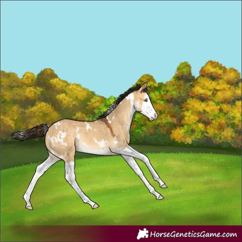Horse Color:White Spotted Buckskin Dun Splash Rabicano 
