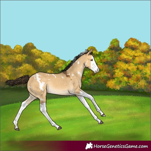 Horse Color:White Spotted Buckskin Dun Splash Rabicano
