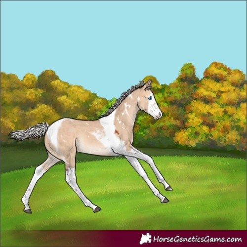 Horse Color:White Spotted Silver Bay Dun Splash Tobiano Rabicano