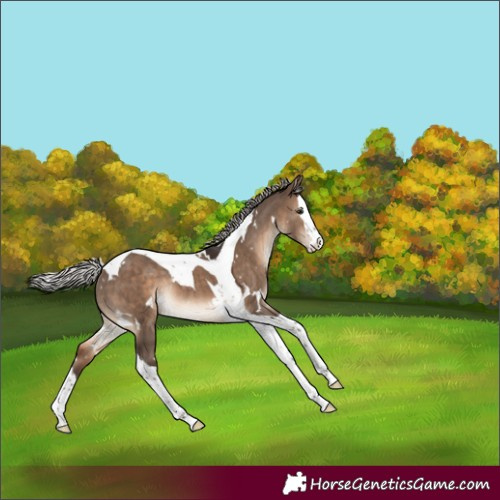 Horse Color:White Spotted Silver Brown Dun Splash Tobiano Rabicano