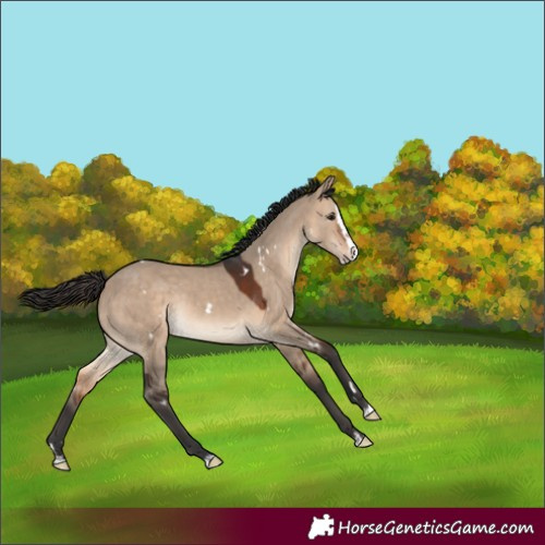 Horse Color:White Spotted Bay Dun Splash Rabicano