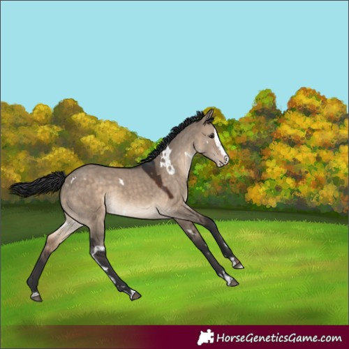 Horse Color:White Spotted Brown Dun Splash Rabicano
