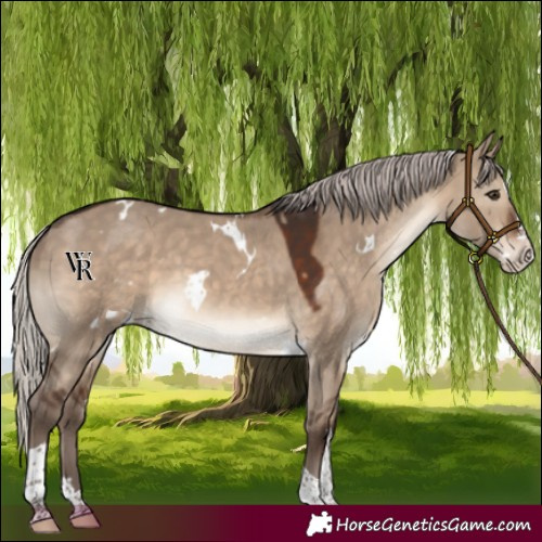 Horse Color:White Spotted Silver Brown Dun Splash Tobiano Rabicano