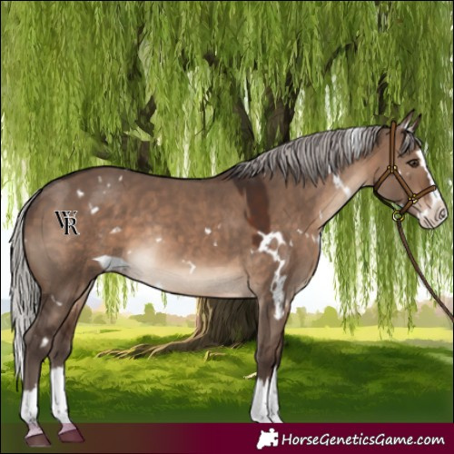 Horse Color:White Spotted Silver Brown Dun Splash Rabicano 
