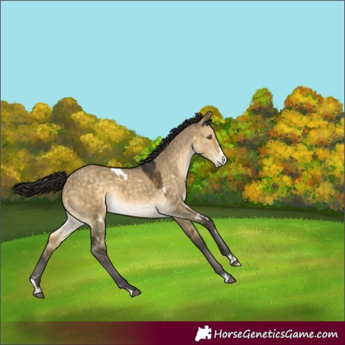 Horse Color:White Spotted Buckskin Dun Splash Rabicano