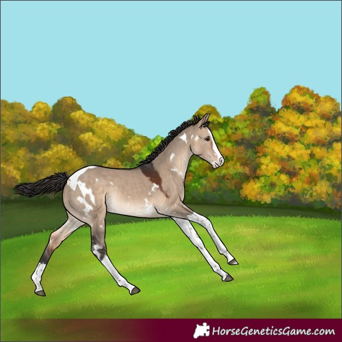 Horse Color:White Spotted Brown Dun Splash Tobiano Rabicano