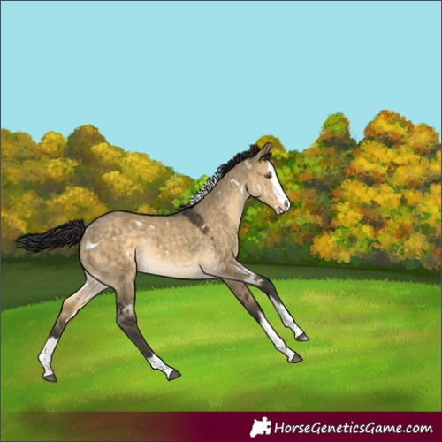 Horse Color:White Spotted Buckskin Dun Splash Rabicano
