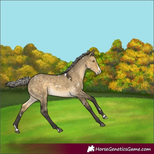 Horse Color:White Spotted Silver Buckskin Dun Splash Rabicano 