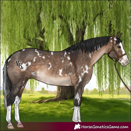 Horse Color:White Spotted Brown Dun Splash Rabicano 