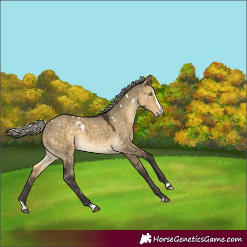 Horse Color:White Spotted Silver Buckskin Dun Splash Rabicano