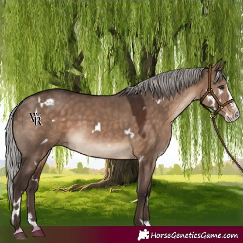 Horse Color:White Spotted Silver Brown Dun Splash Rabicano