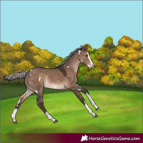 Horse Color:White Spotted Silver Brown Dun Splash Rabicano
