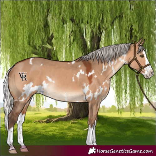 Horse Color:White Spotted Silver Brown Dun Splash Rabicano