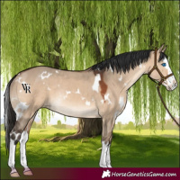 Horse Color:White Spotted Brown Dun Splash Rabicano 