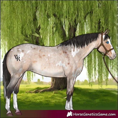 Horse Color:White Spotted Brown Roan Dun Splash Rabicano