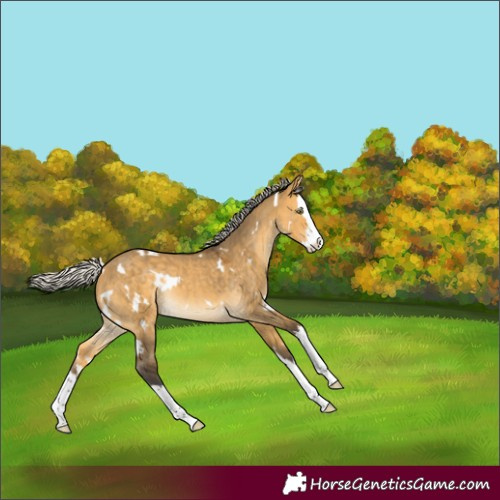 Horse Color:White Spotted Silver Buckskin Dun Splash Rabicano 