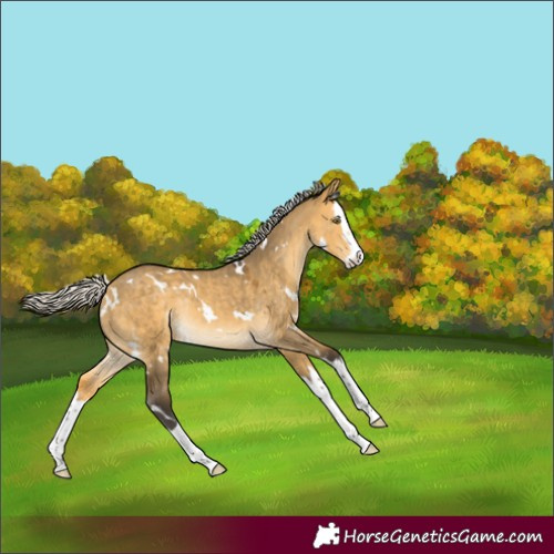 Horse Color:White Spotted Silver Buckskin Dun Splash Rabicano