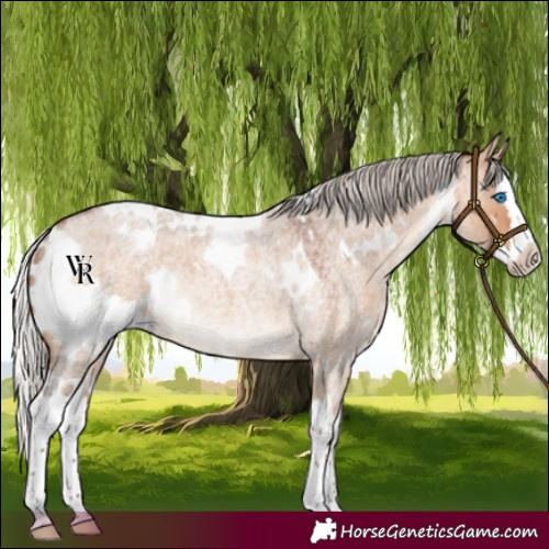 Horse Color:White Spotted Silver Brown Roan Dun Splash Rabicano 