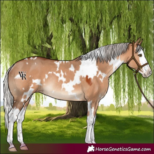Horse Color:White Spotted Silver Brown Dun Splash Rabicano