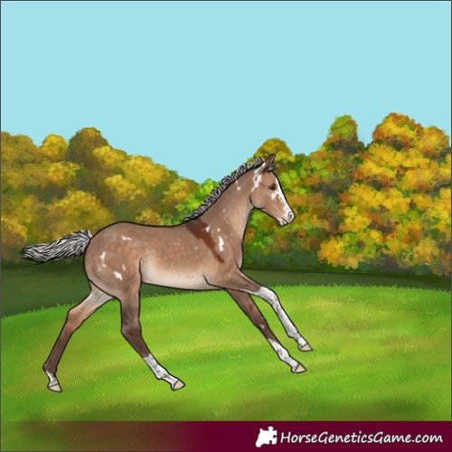 Horse Color:White Spotted Silver Brown Dun Splash Tobiano Varnish Rabicano 