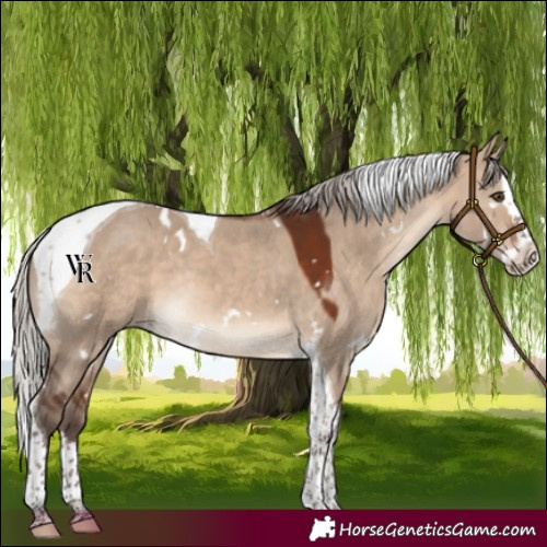 Horse Color:White Spotted Silver Brown Dun Splash Tobiano Rabicano