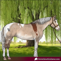 Horse Color:White Spotted Silver Brown Dun Splash Tobiano Rabicano