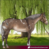 Horse Color:White Spotted Silver Brown Dun Splash Tobiano Rabicano