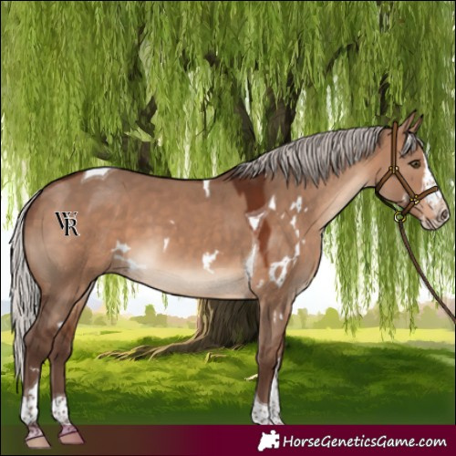 Horse Color:White Spotted Silver Brown Dun Splash Tobiano Rabicano