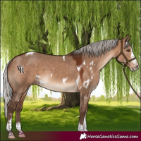 Horse Color:White Spotted Silver Brown Dun Splash Tobiano Rabicano