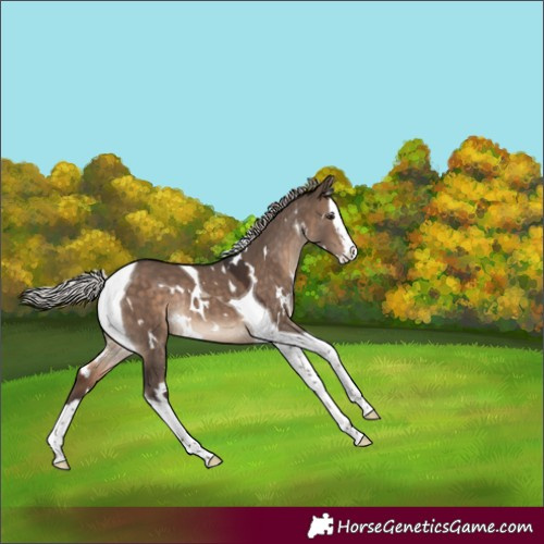 Horse Color:White Spotted Silver Brown Dun Splash Tobiano Rabicano 