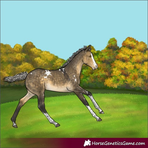 Horse Color:White Spotted Silver Buckskin Dun Splash Tobiano Rabicano 