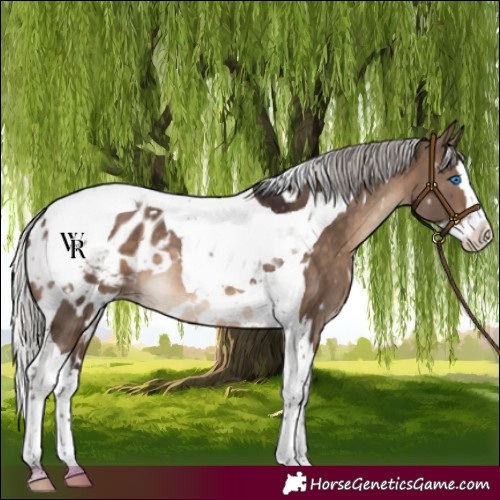 Horse Color:White Spotted Silver Brown Dun Splash Tobiano Appaloosa Rabicano