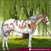 Horse Color:White Spotted Silver Brown Dun Splash Tobiano Appaloosa Rabicano