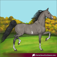 Horse Color:Grullo Sabino Rabicano 